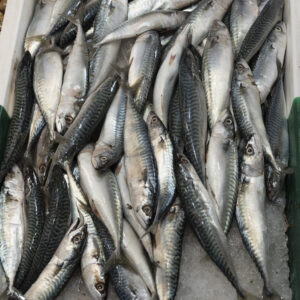 Mackerels on fish stall in the market of Sanary-sur-mer, France.