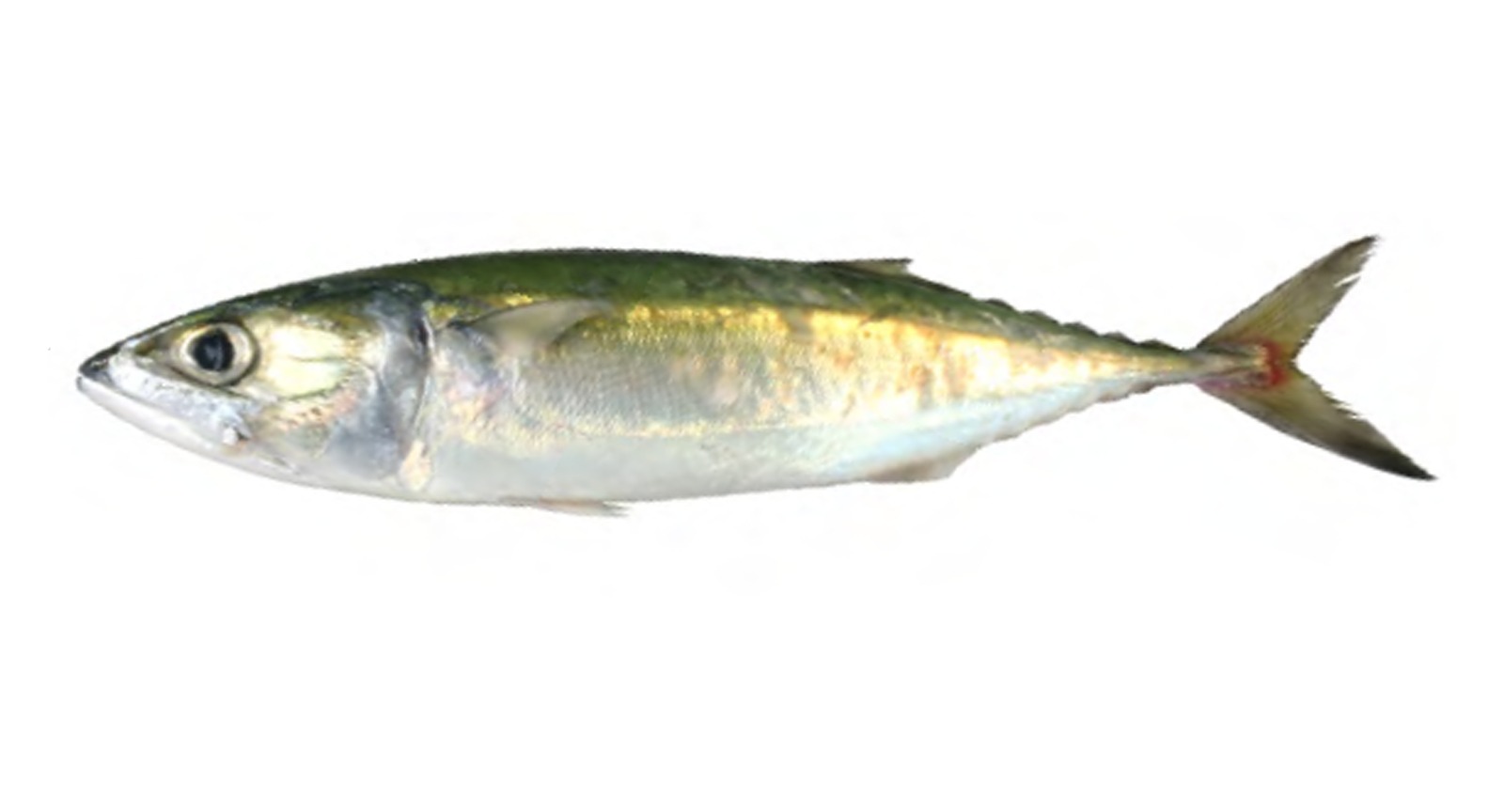 Indian Mackerel