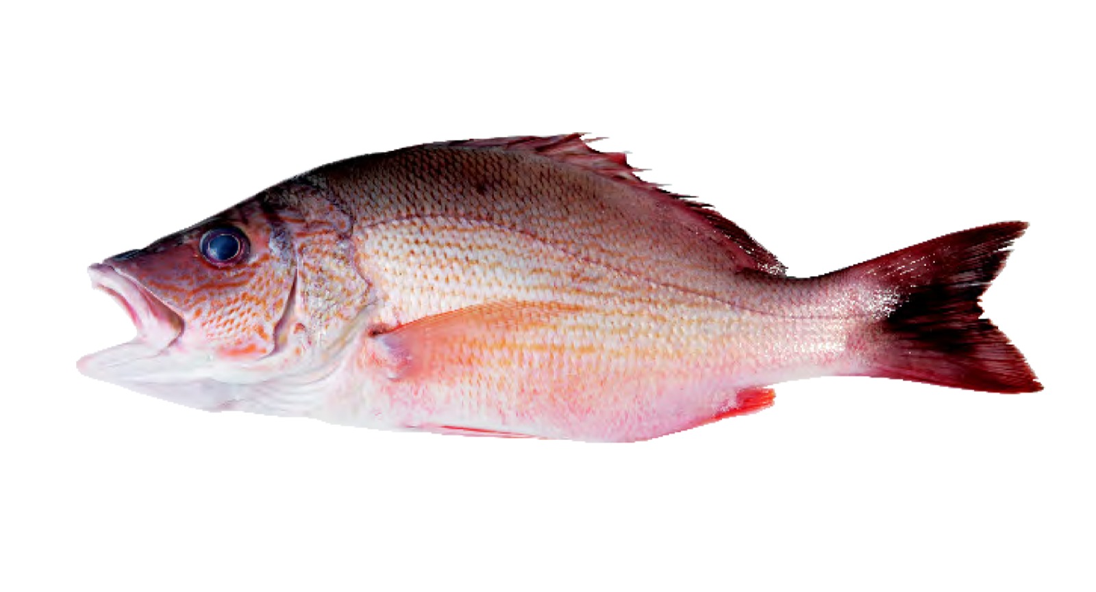 Snapper