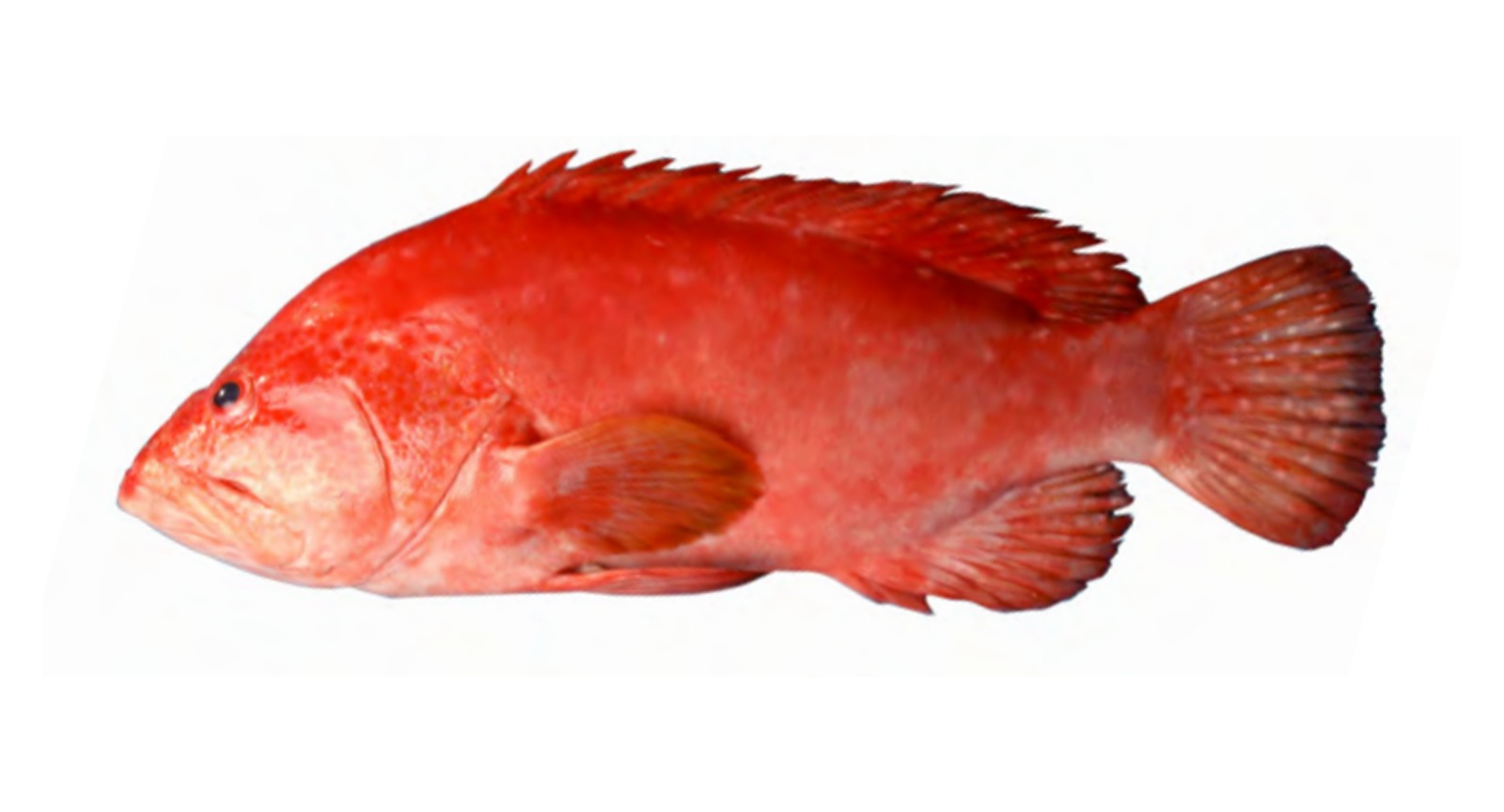Tomato Banded Grouper