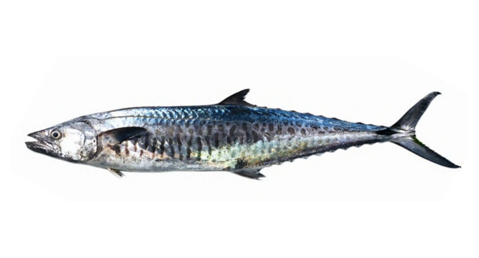 Seer Fish
