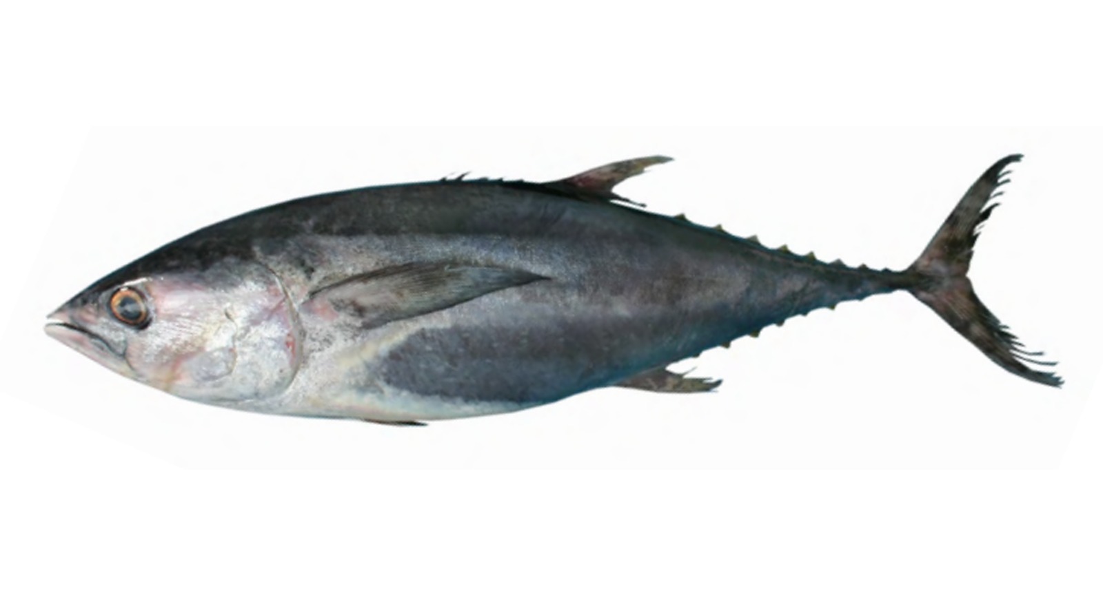 Big Eye Tuna