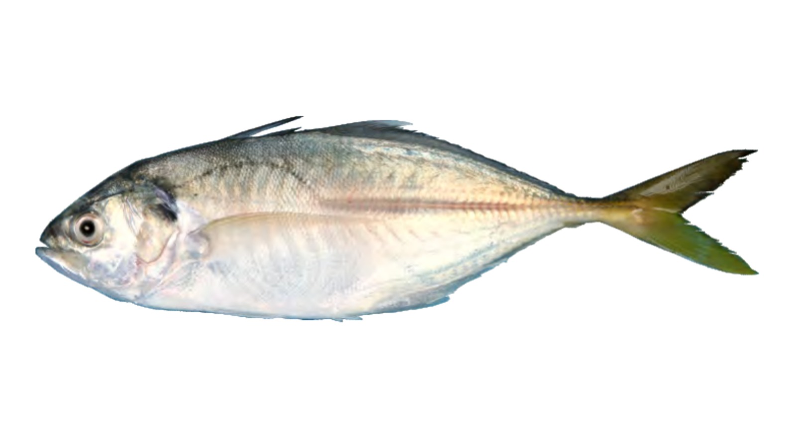 Malabar Trevally