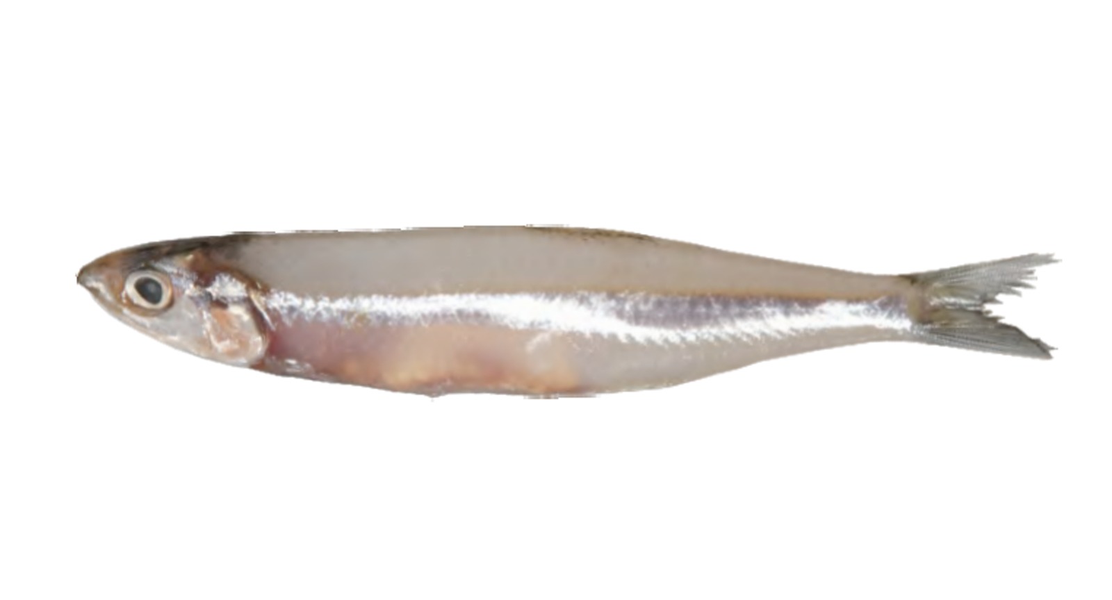 White Bait