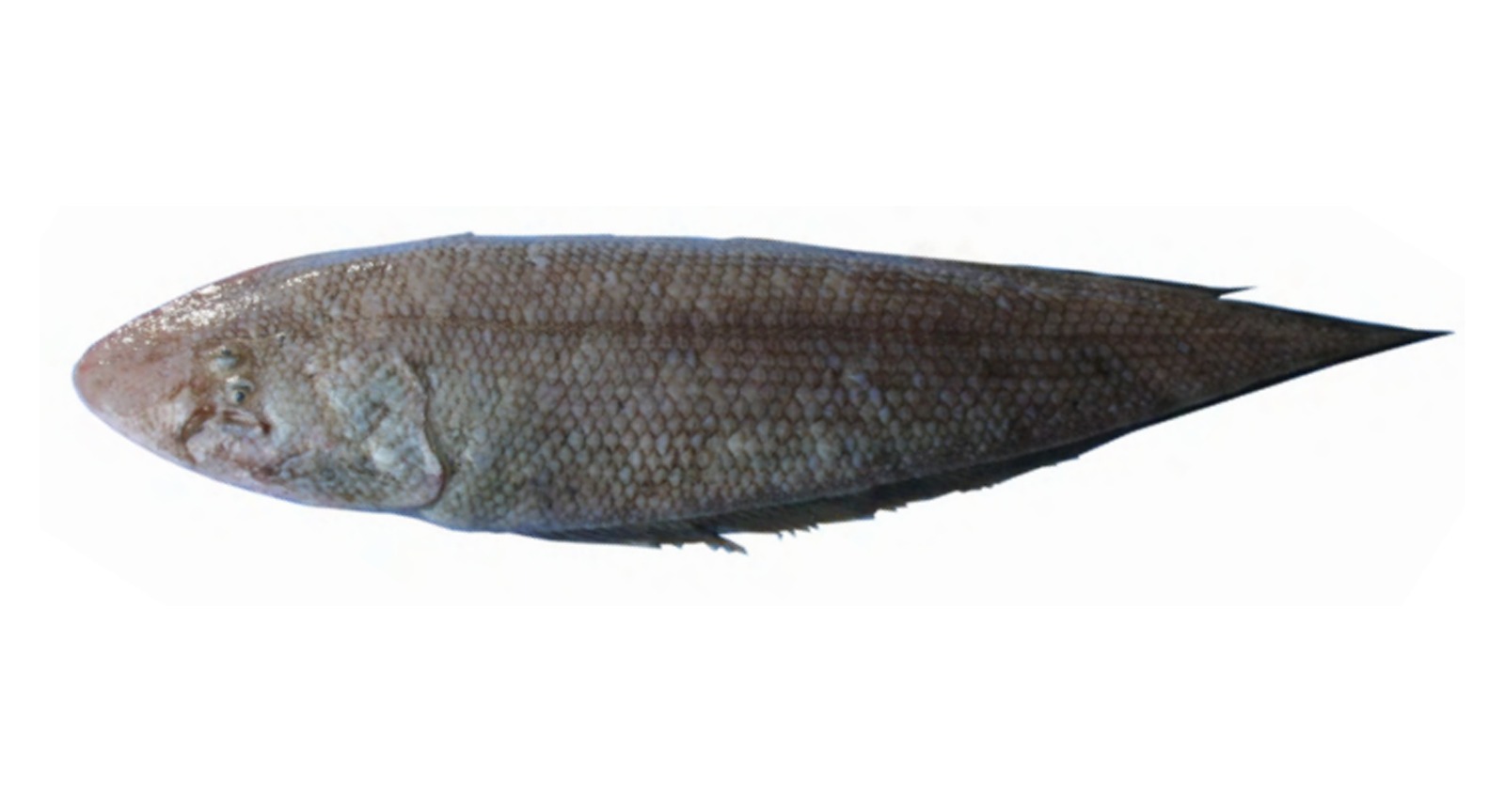 Malabar Tongue Sole