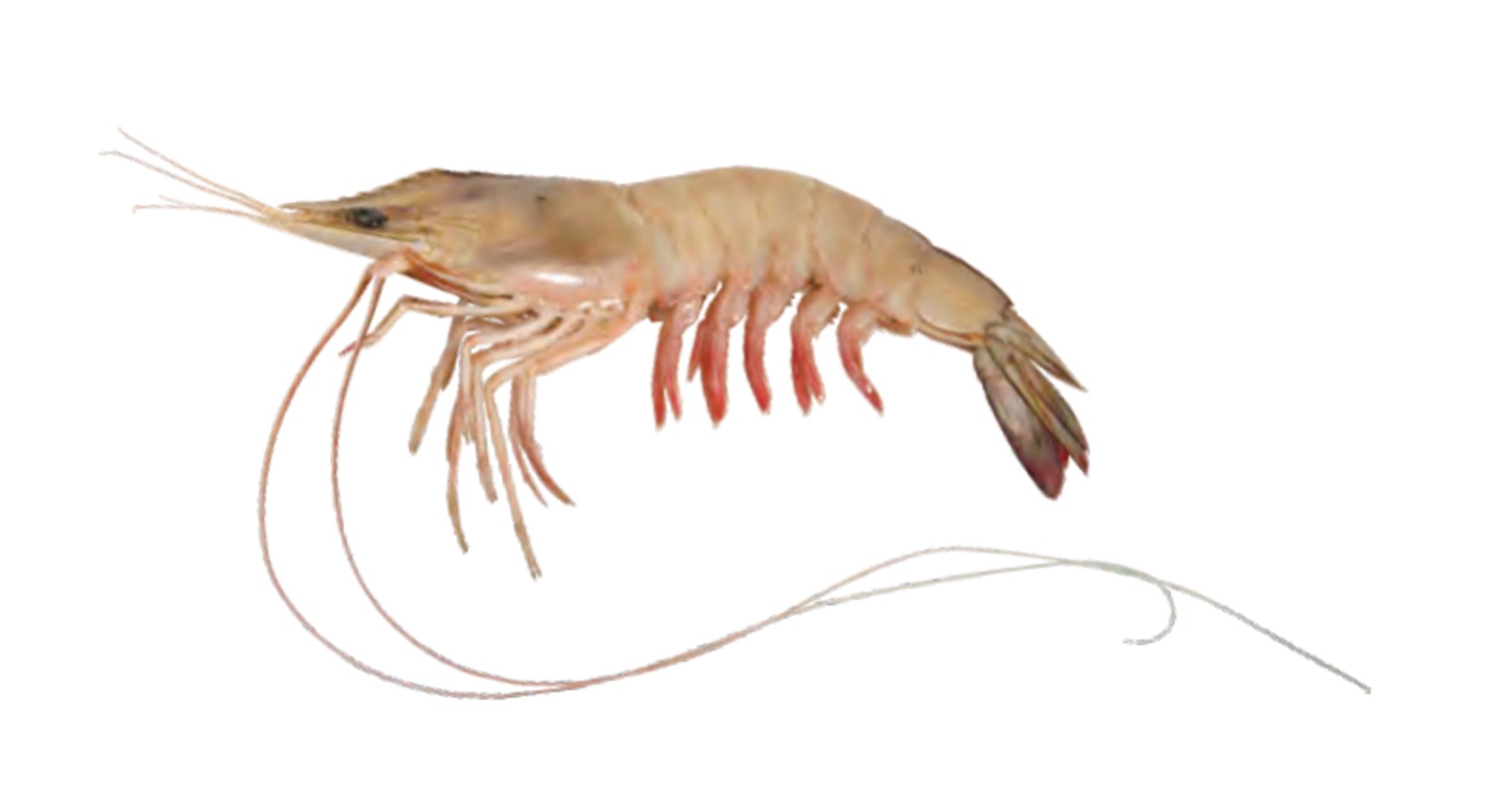Indian White Prawn