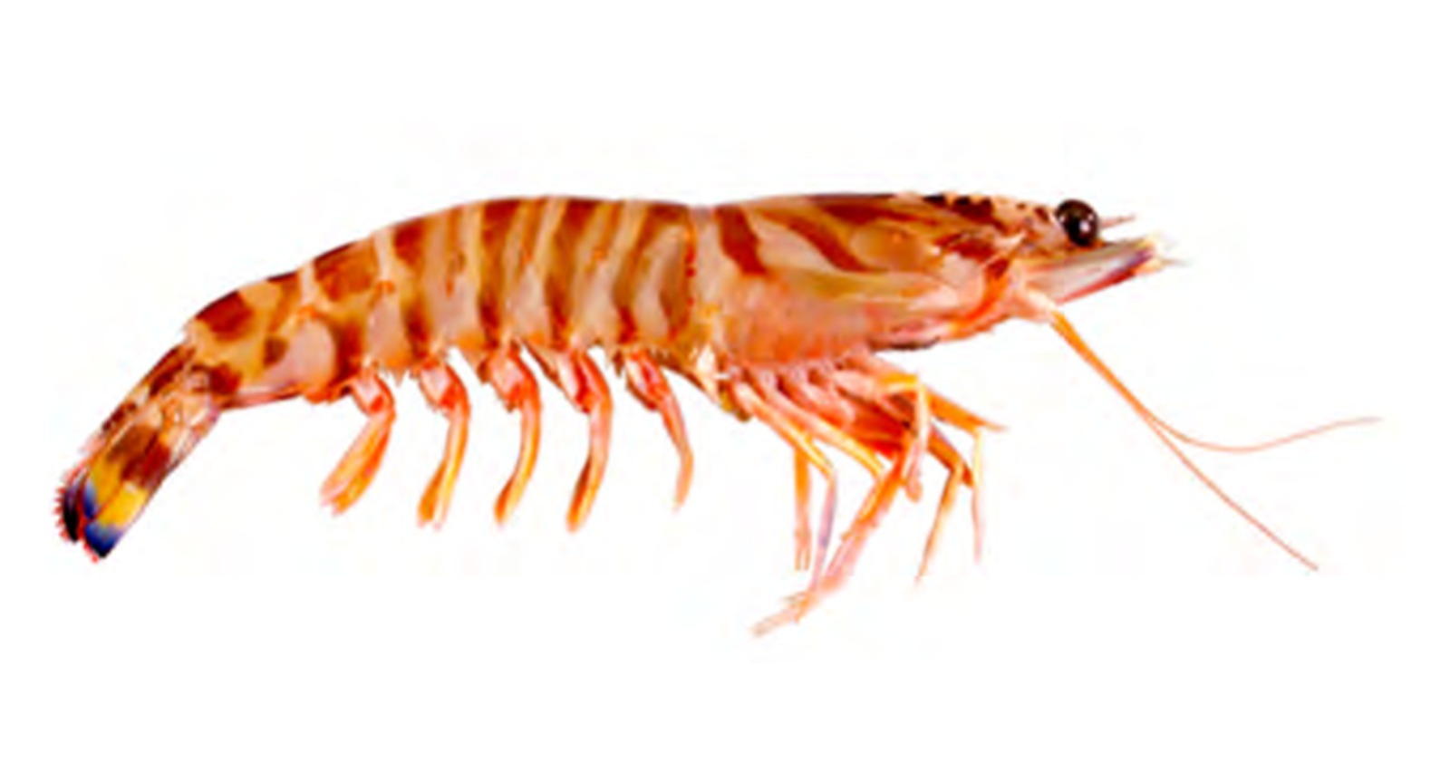 Flower Prawn