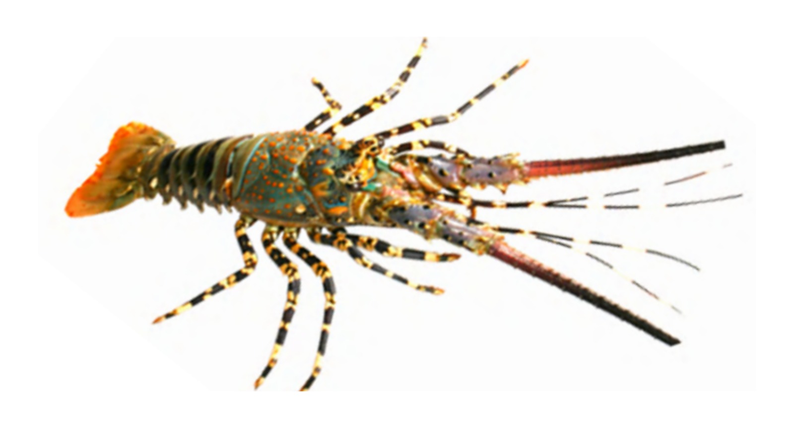 Ornate Spiny Lobster