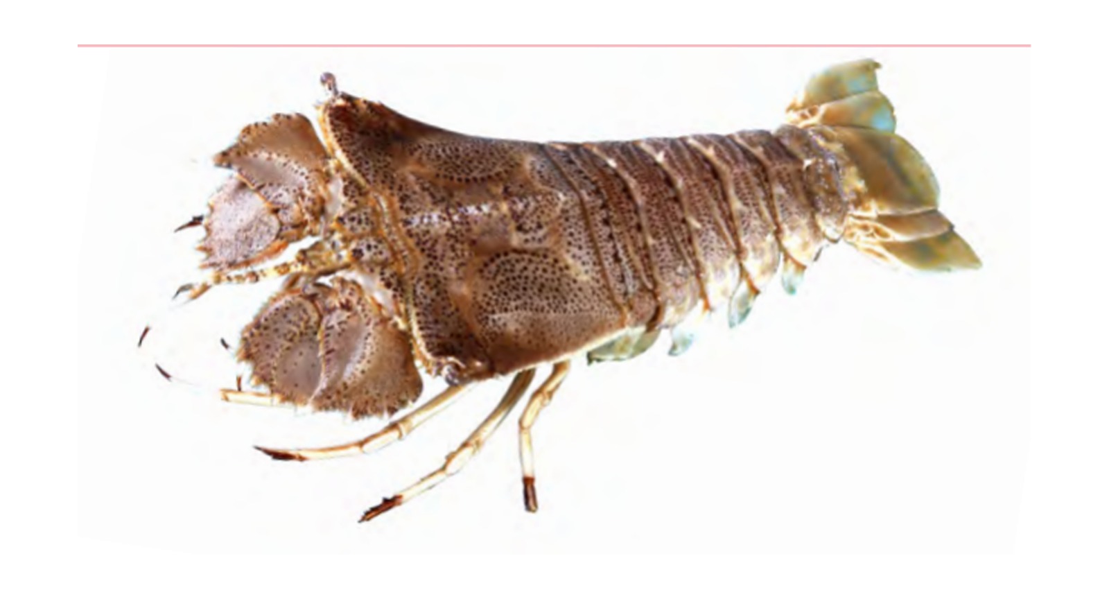 Sand Lobster