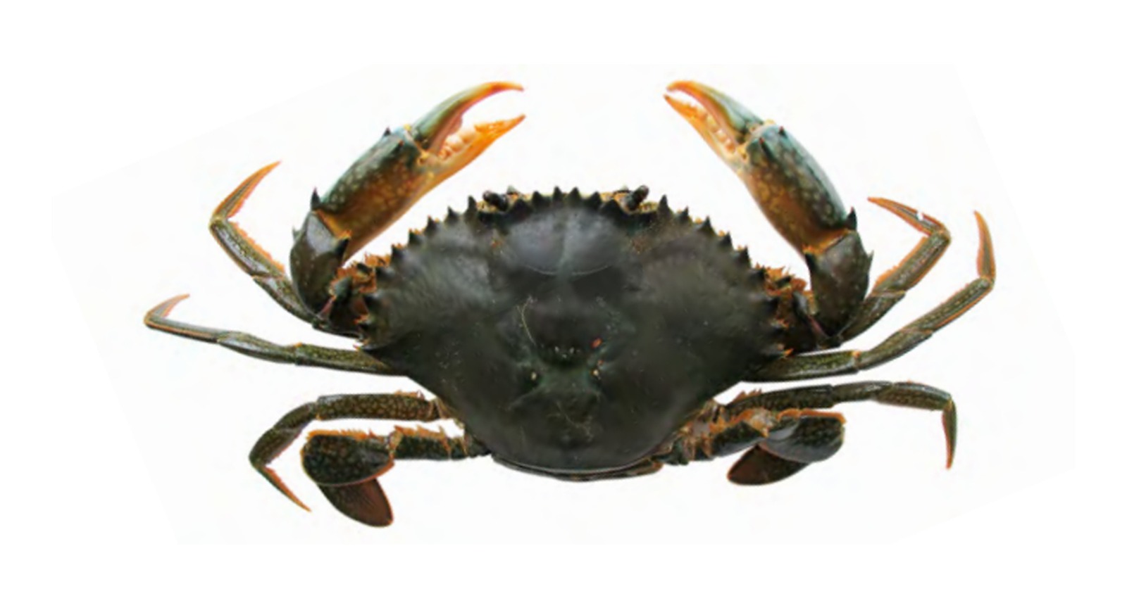 Mud Crab