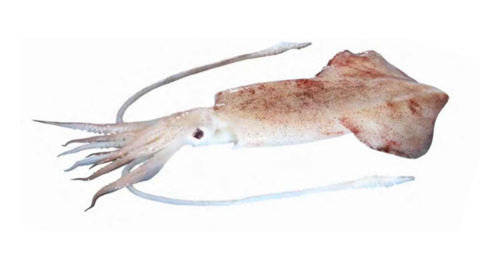 Indian Squid