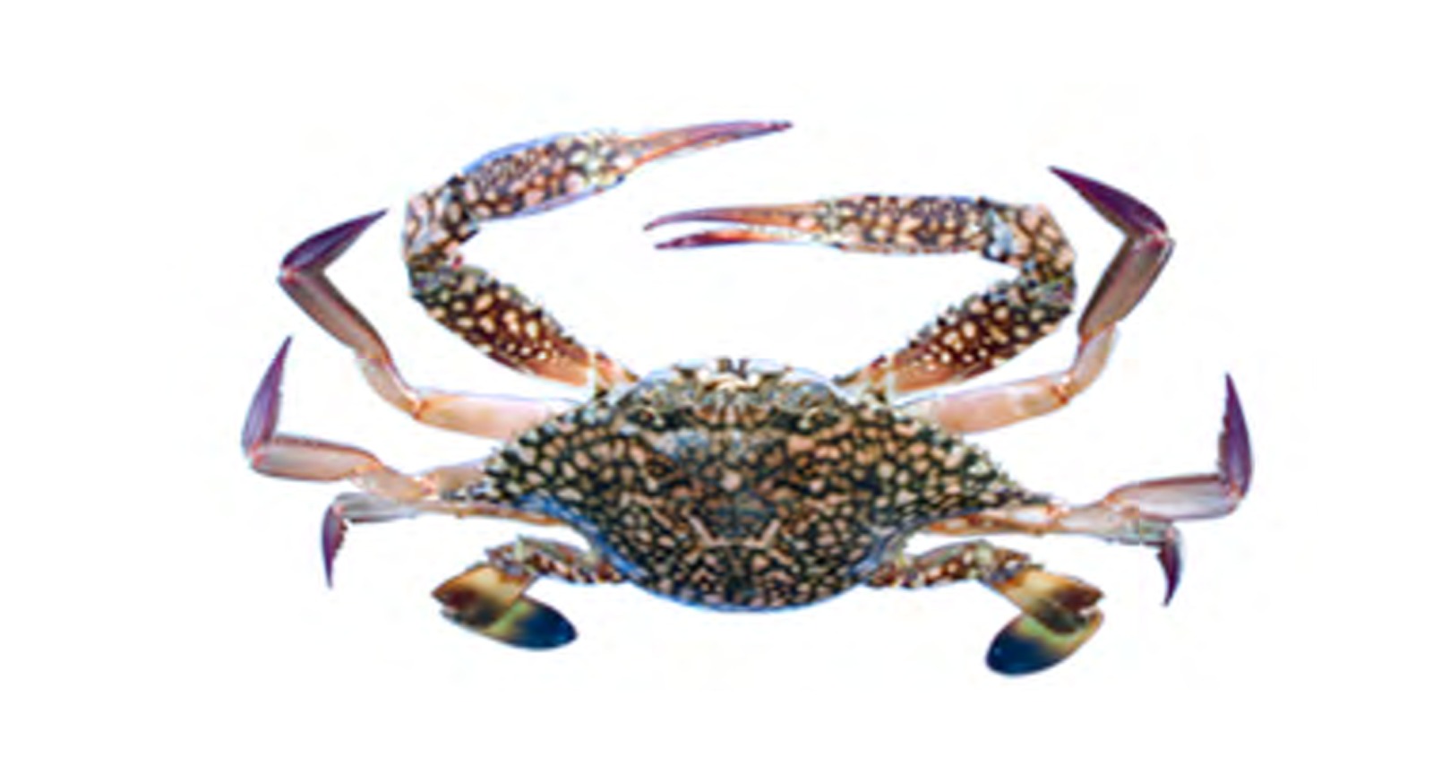Blue Swimming Crab