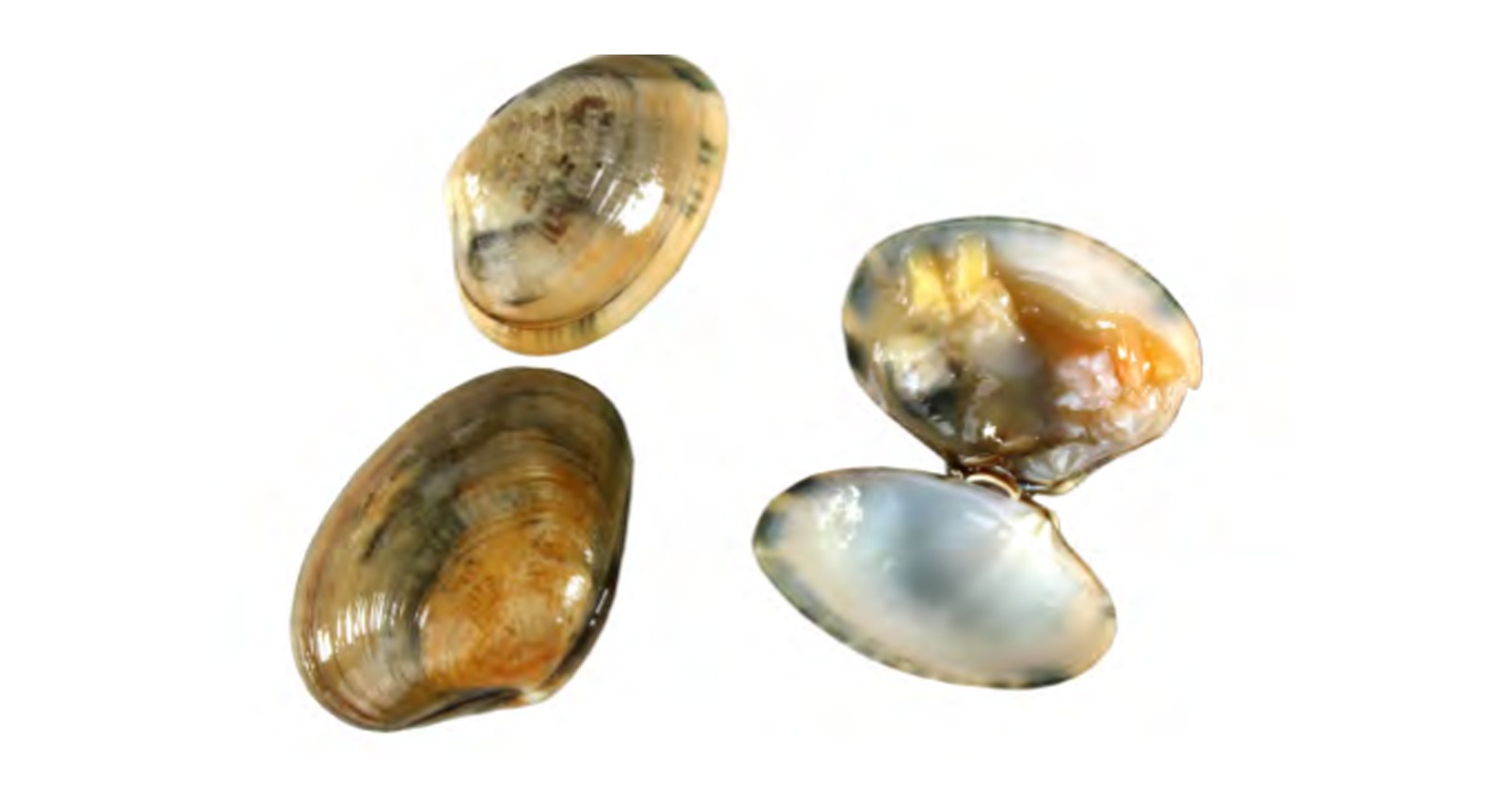 Short Neck Clam