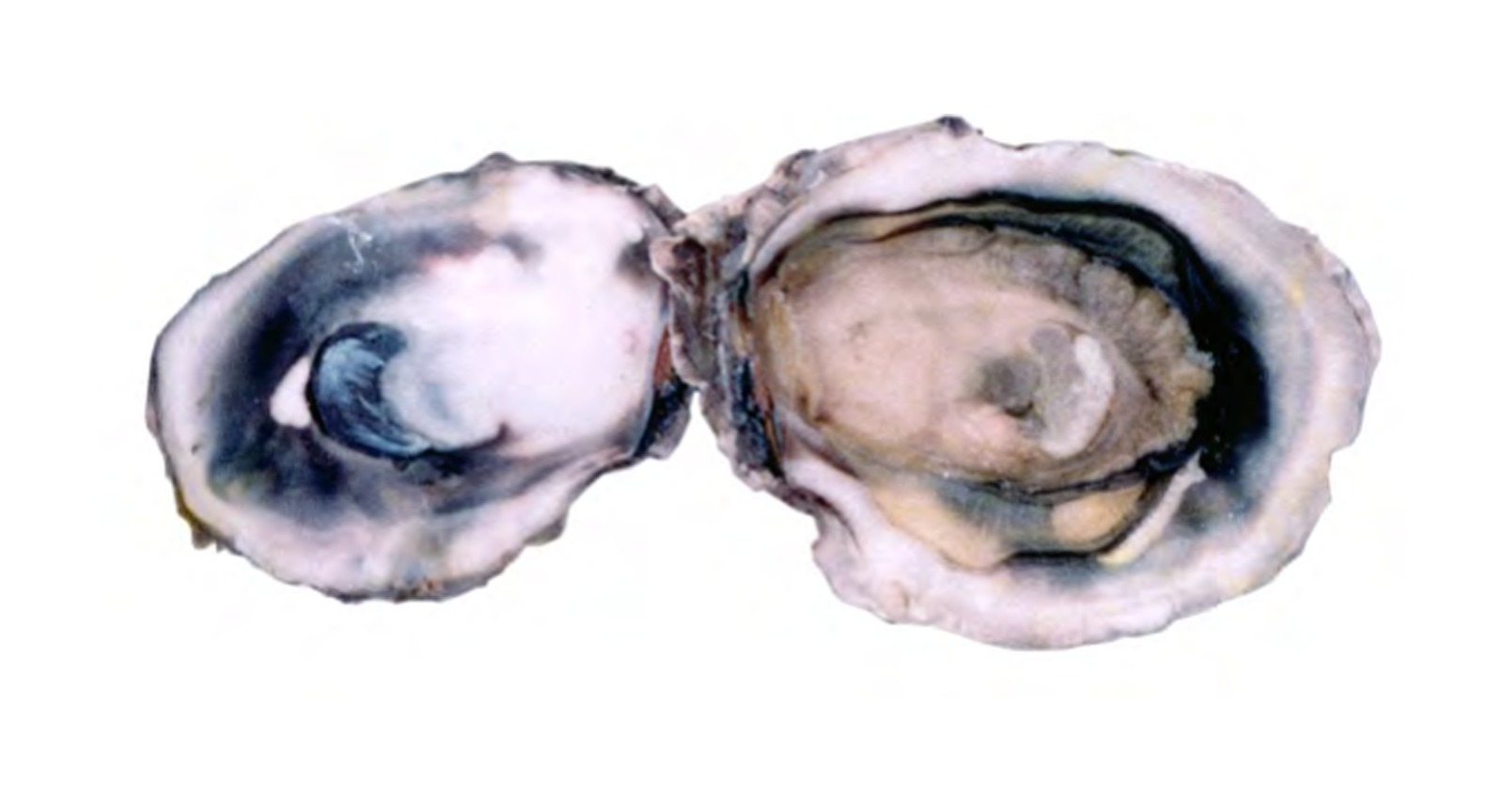 Indian Backwater Oyster