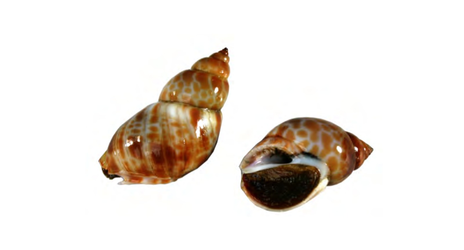 Indian Whelk / Babylon