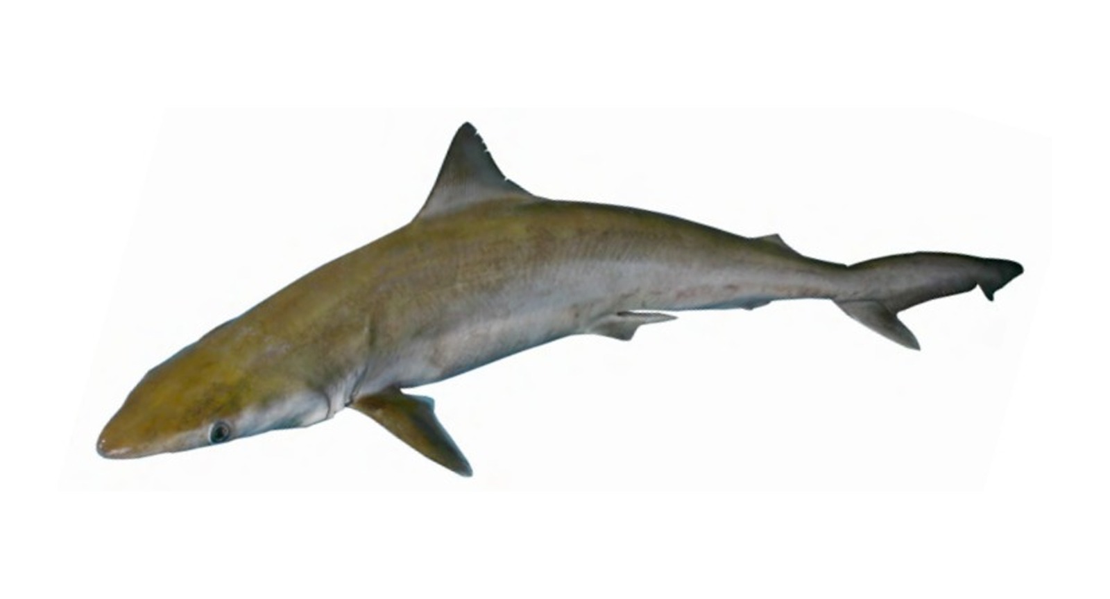 Milk Shark