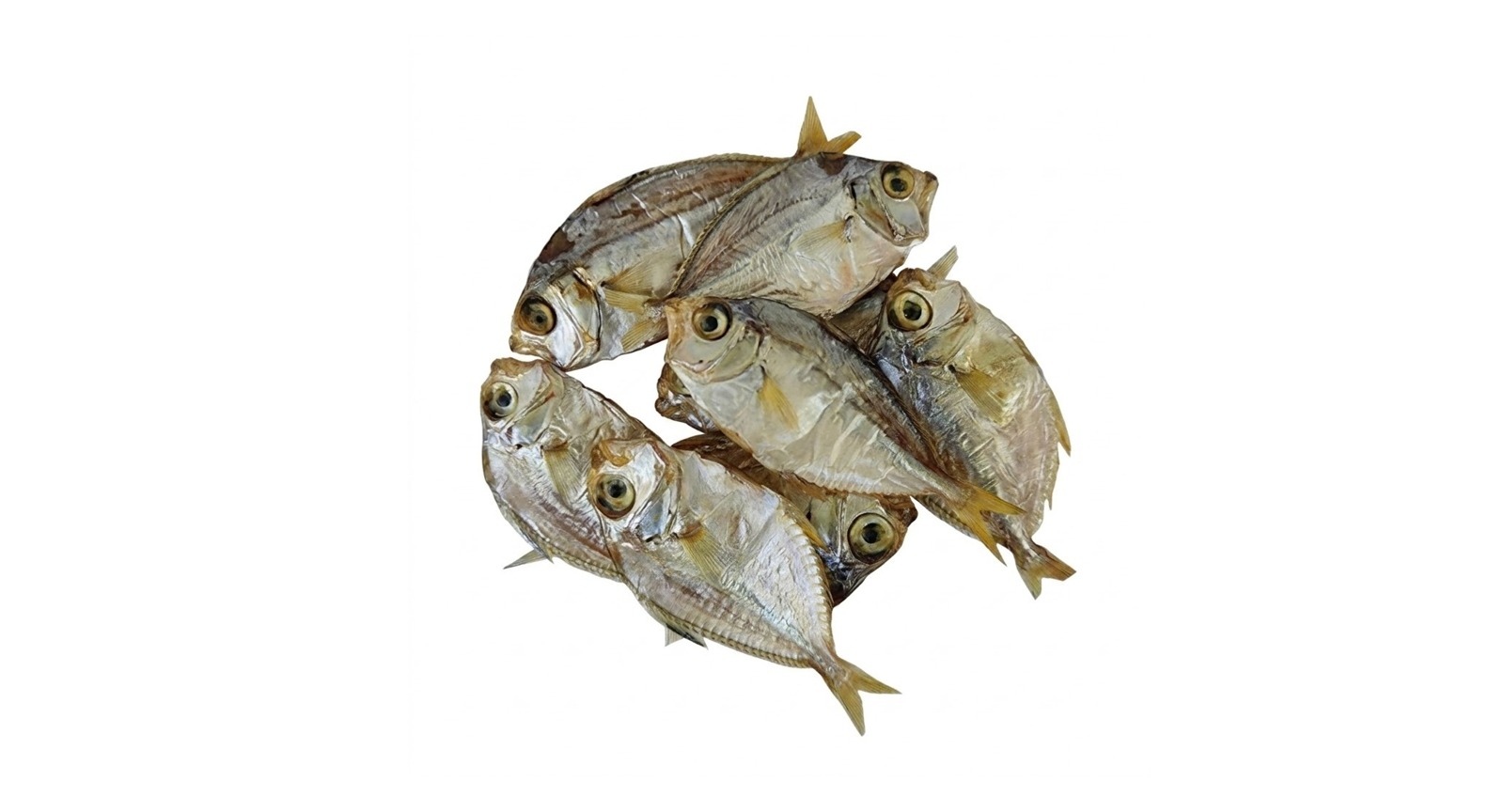 Silver Belly Fish