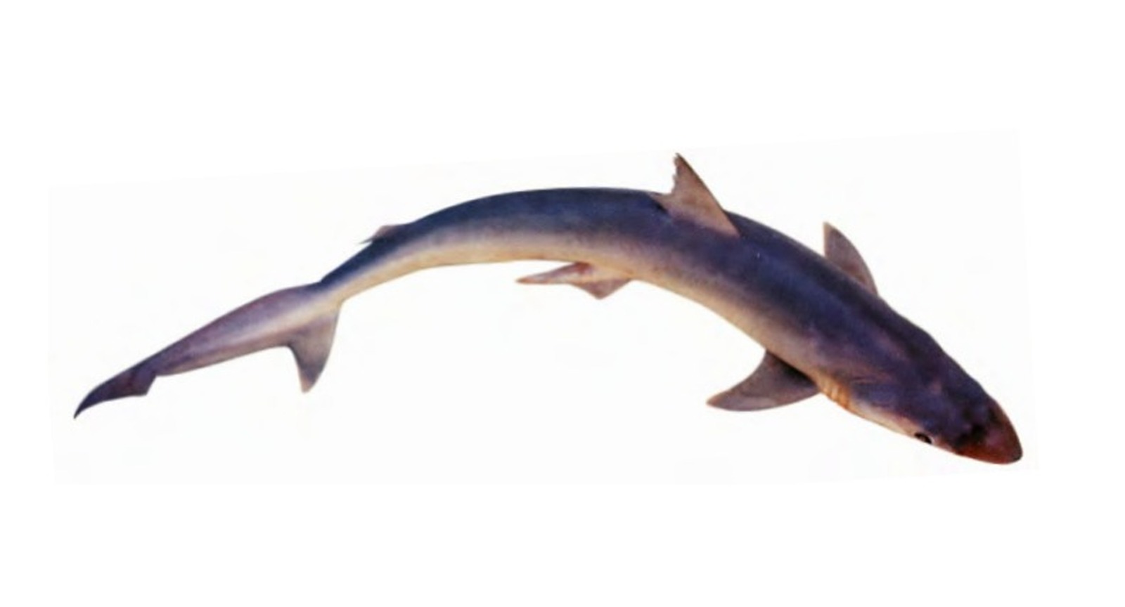 Black Tip Shark