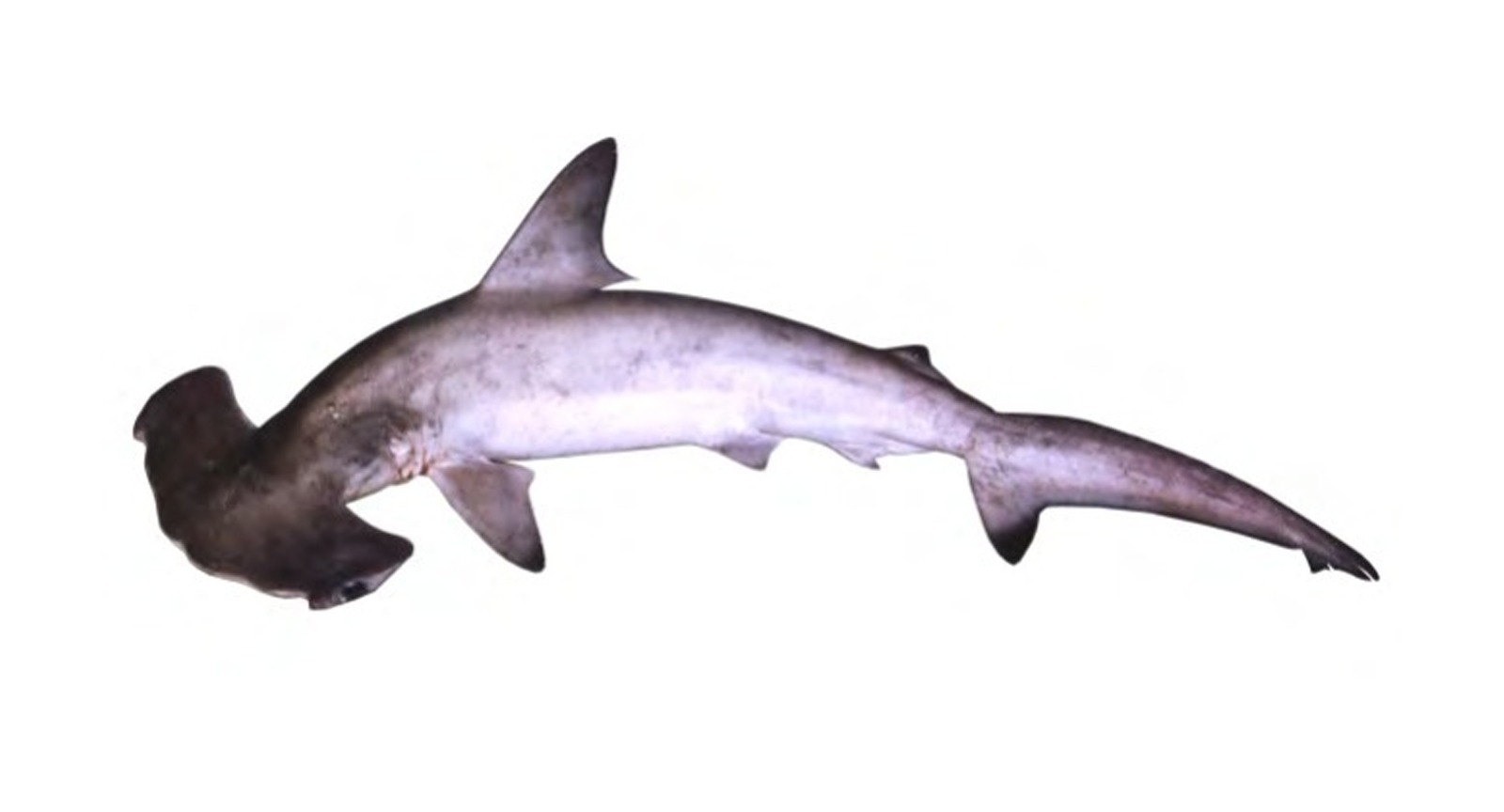 Smooth Hammer Head Shark