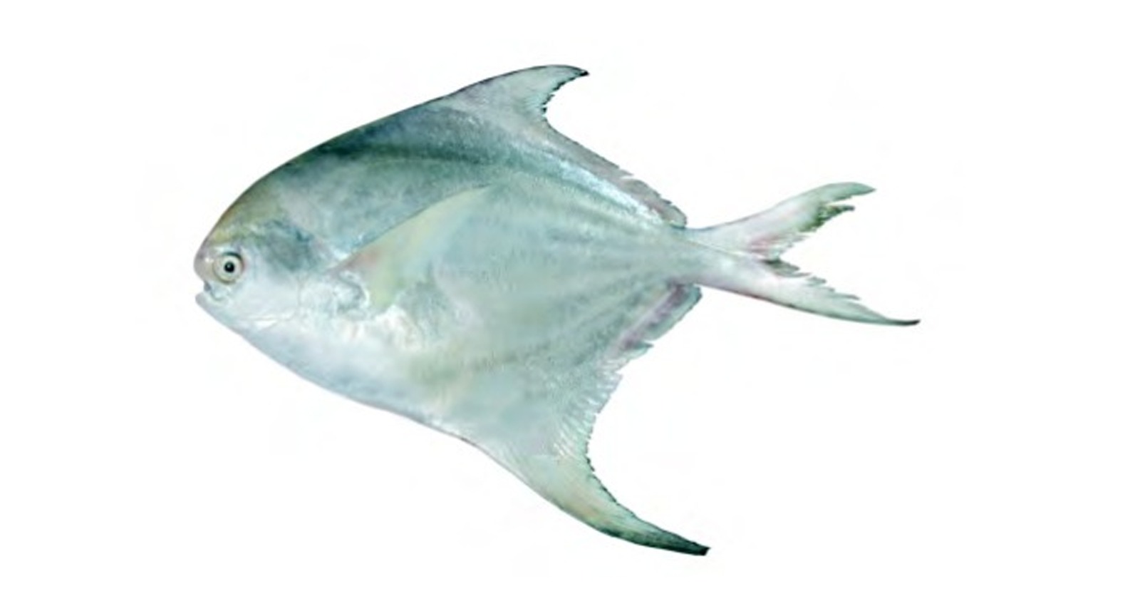 Silver Pomfret