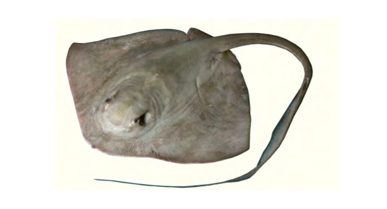 Cowtail Sting Ray