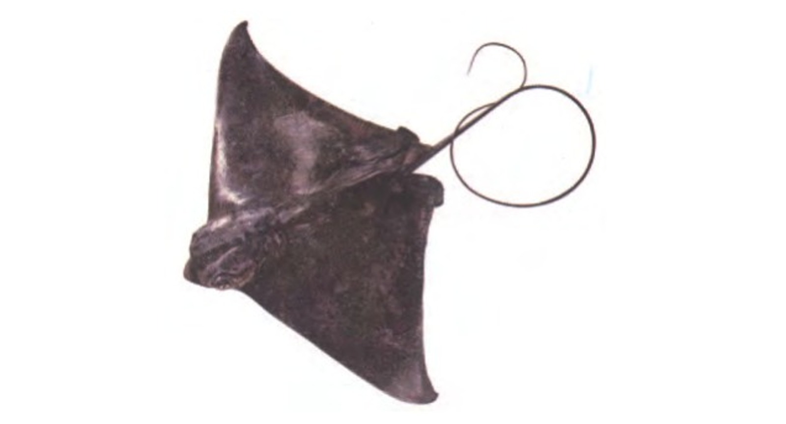 Javanese Cow Nose Ray