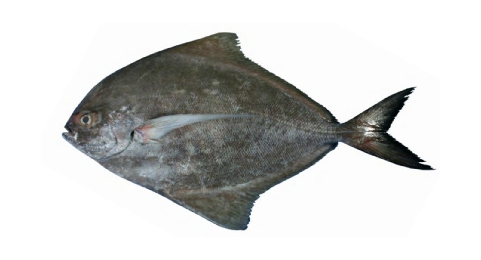Black Pomfret