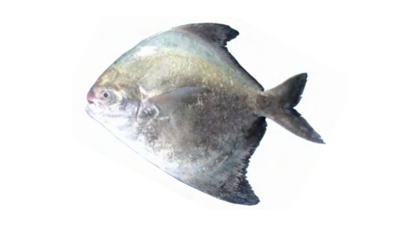 Chinese Pomfret