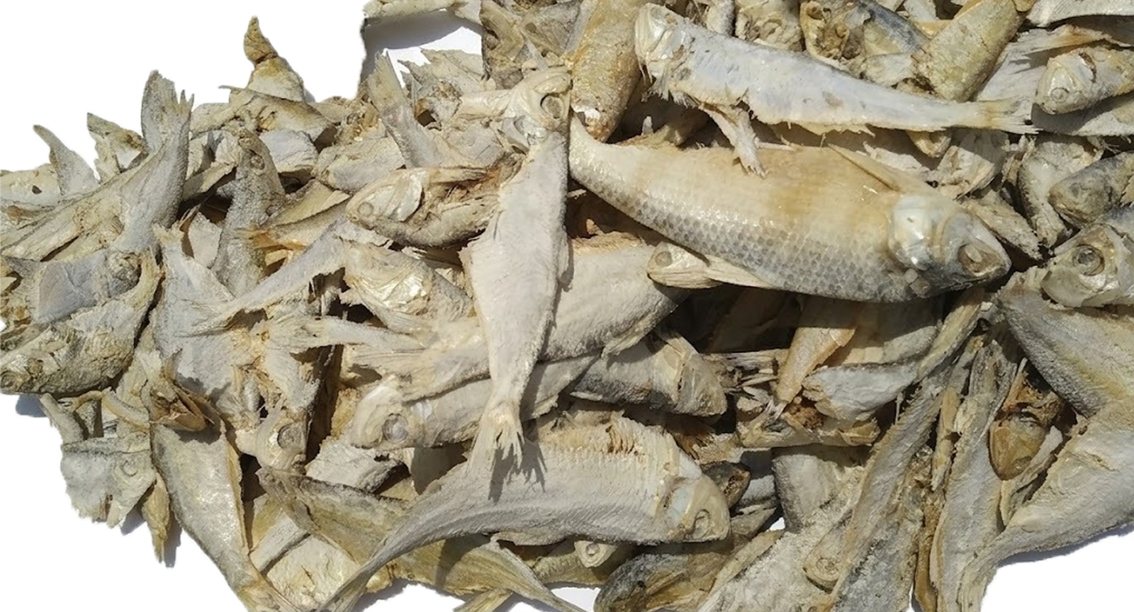 Kati Fish