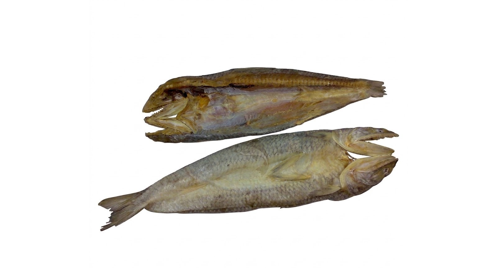 Lizard Fish