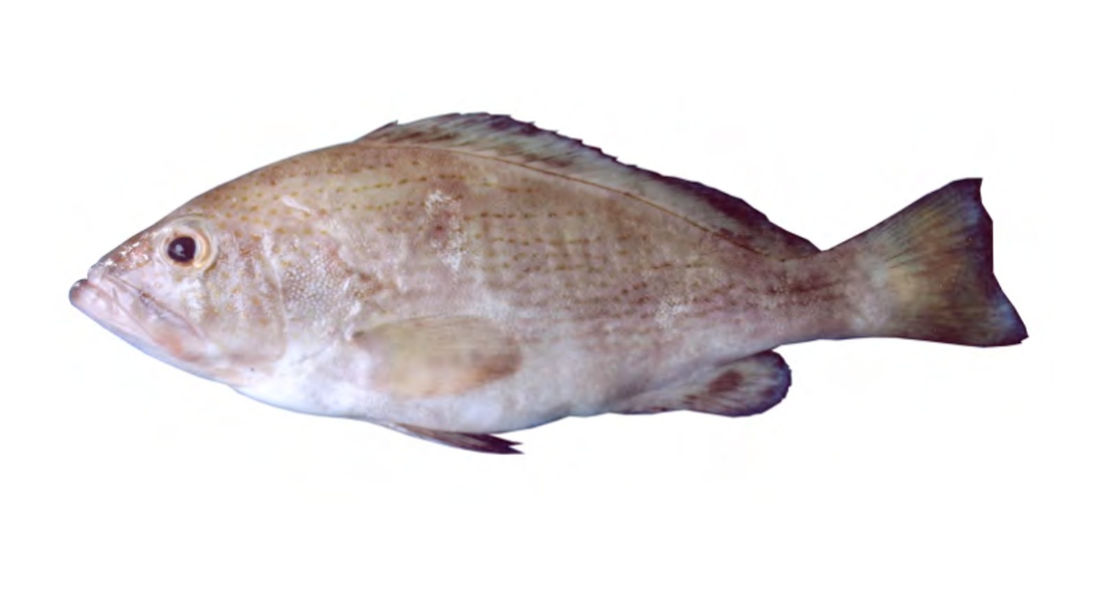 Banded Grouper
