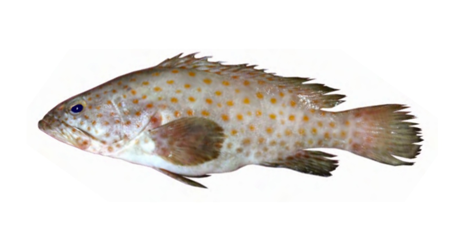 Bleeker's Grouper