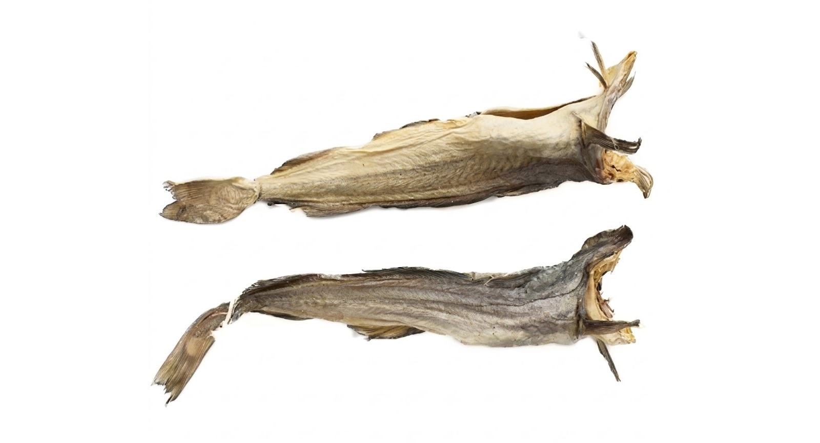 Queen Fish