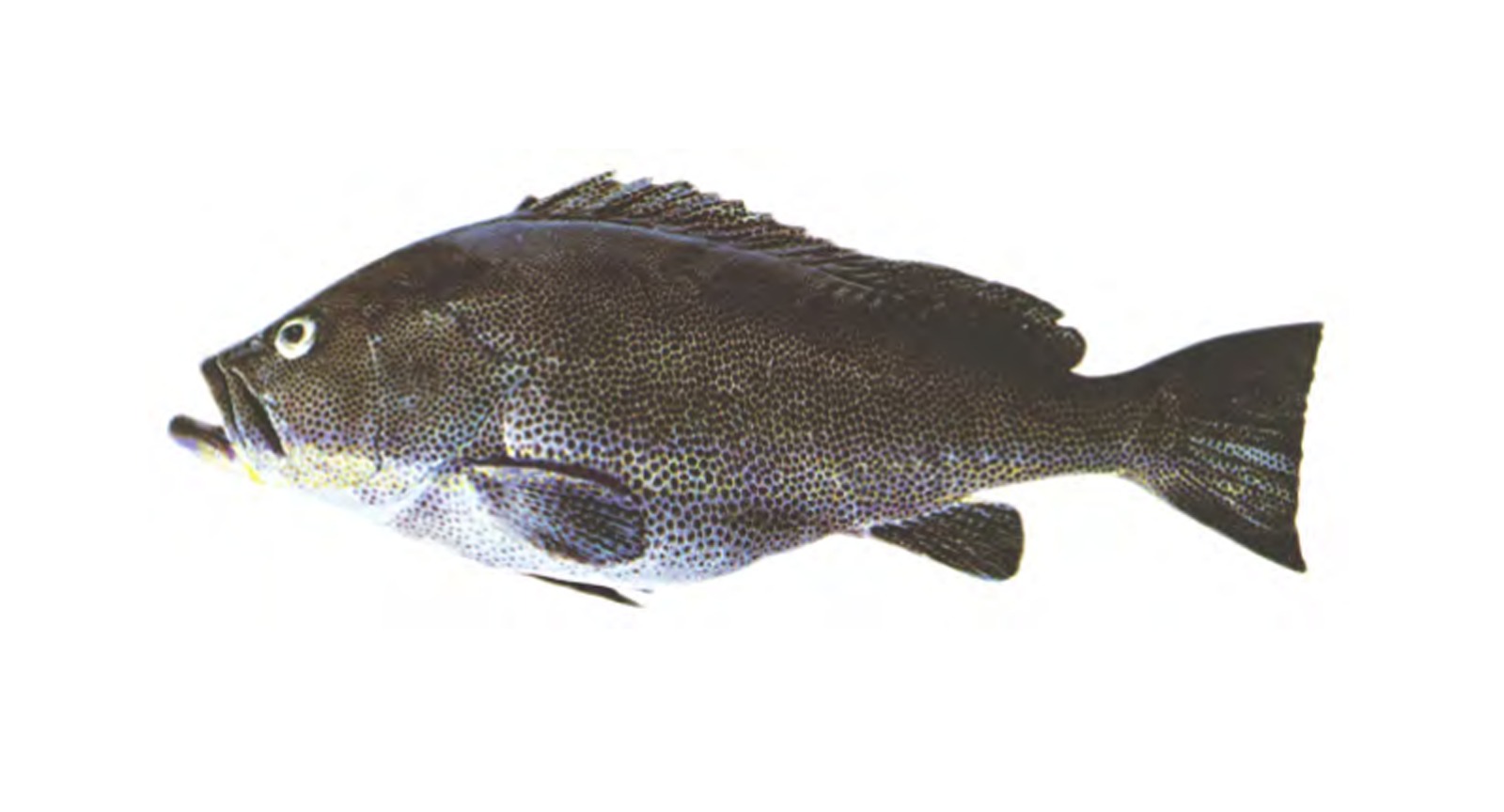 Reef Code