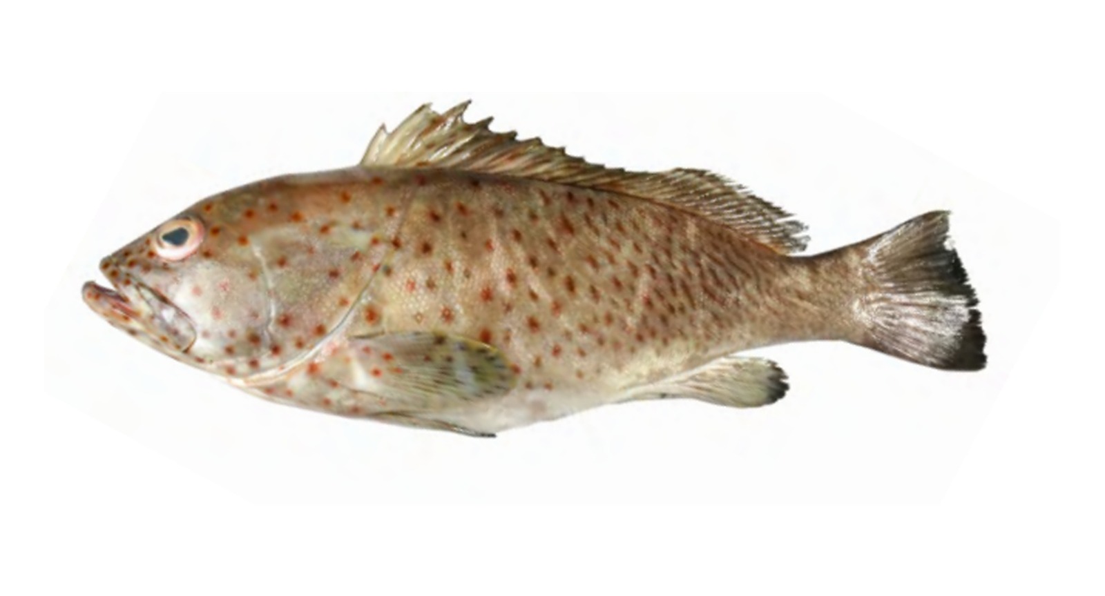Long Spine Grouper