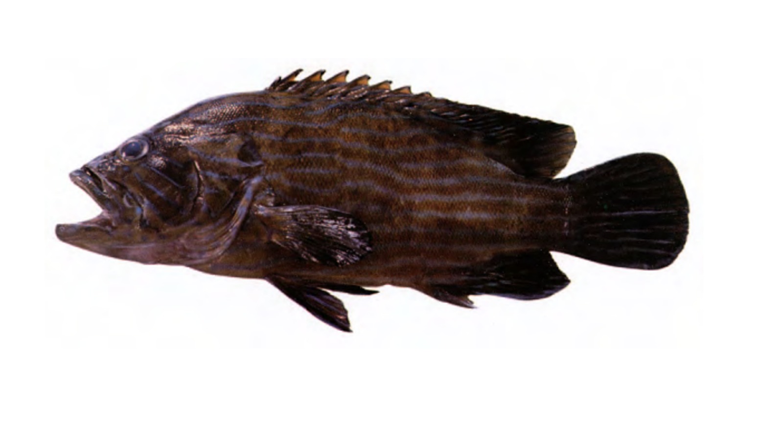 Brown Lined Reef Cod