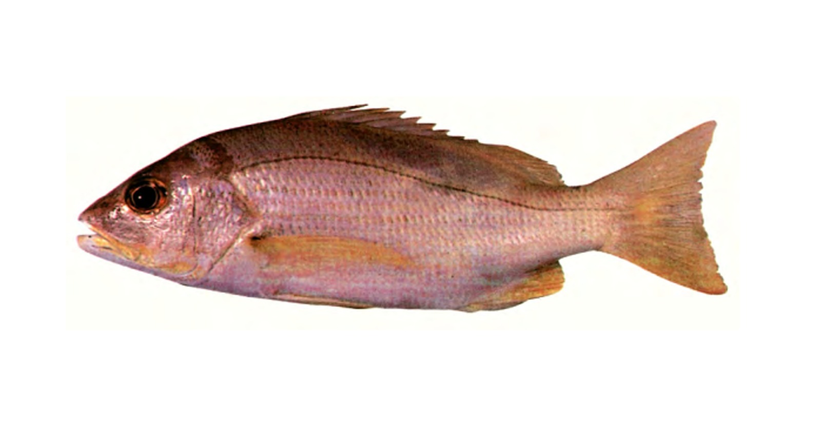 Dory Snapper