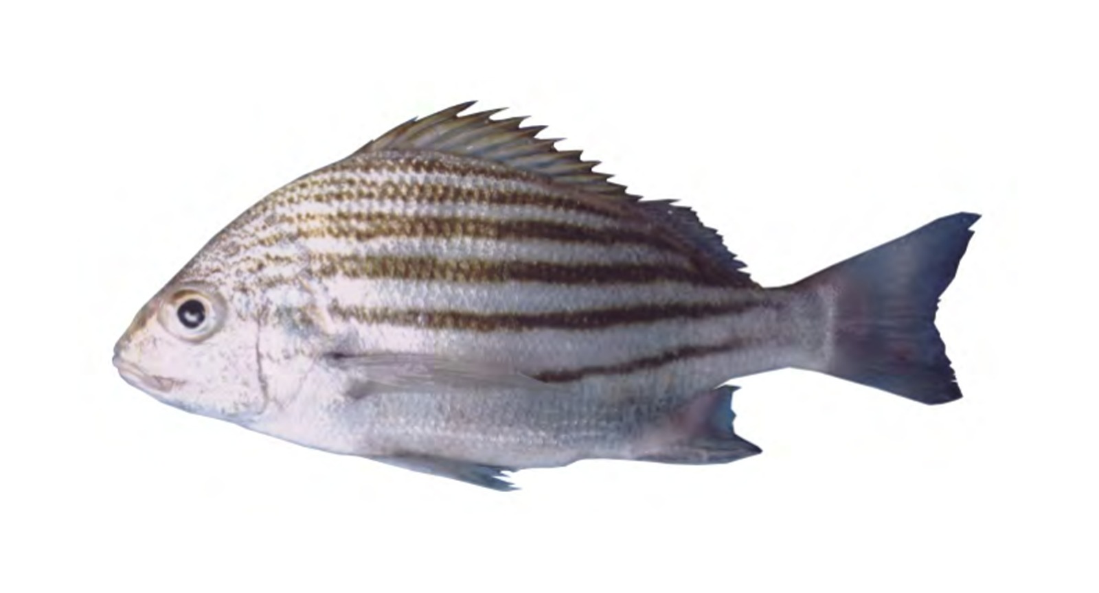 Crescent Perch