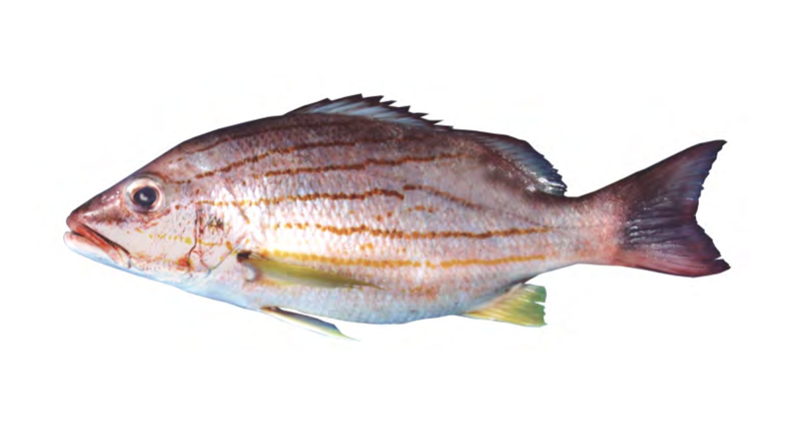 Blue & Yellow Snapper
