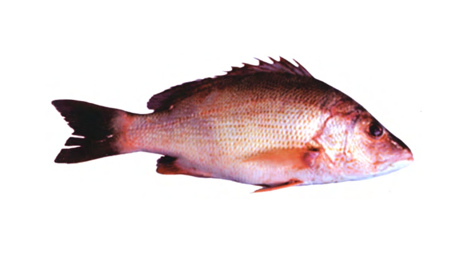Crescent Snapper