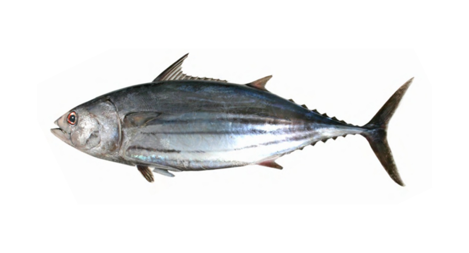 Skipjack Tuna