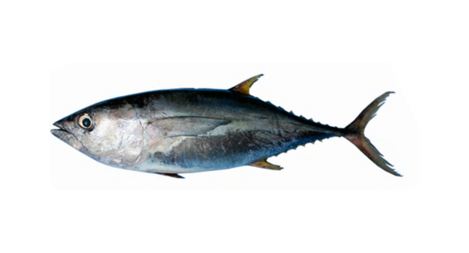 Yellowfin Tuna