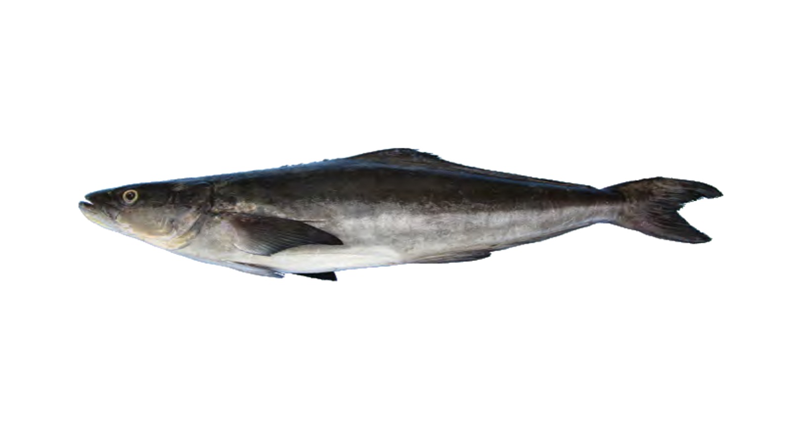 Black King Fish