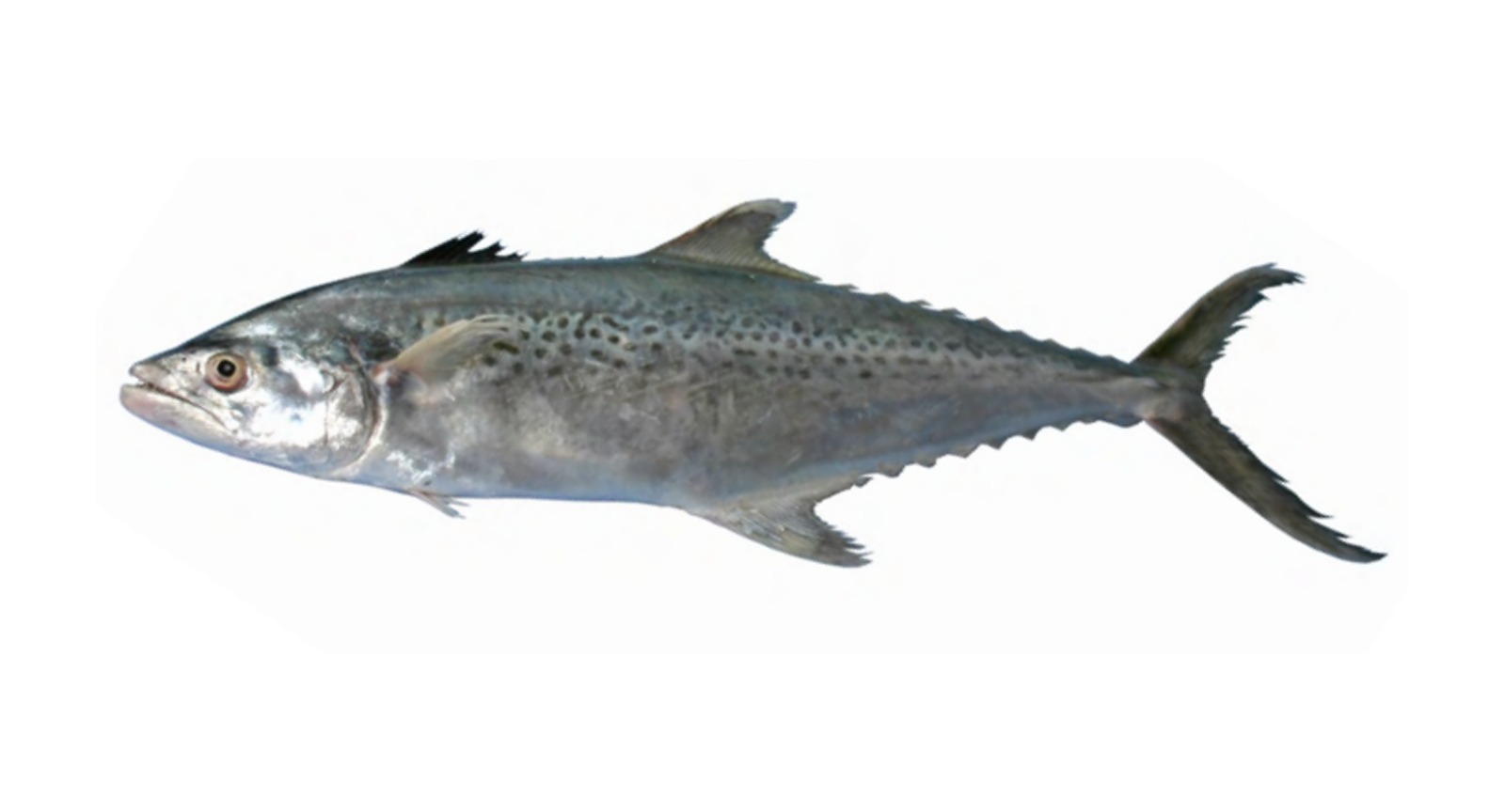 Indo Pacific King Mackerel