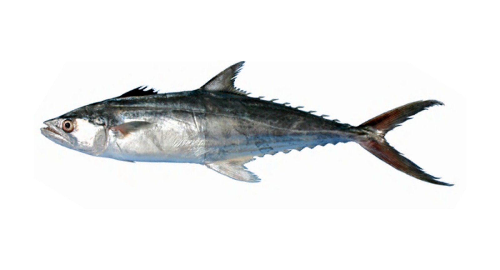 Spanish Mackerel
