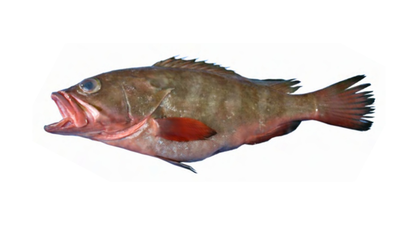 Thorny Cheek Grouper