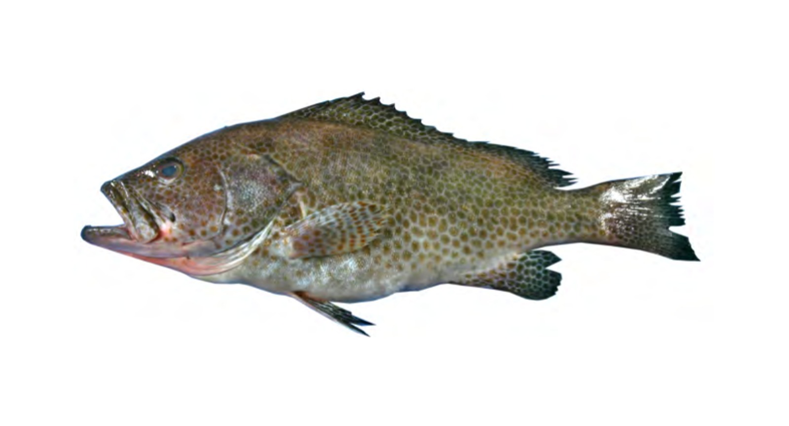 Areolated Grouper