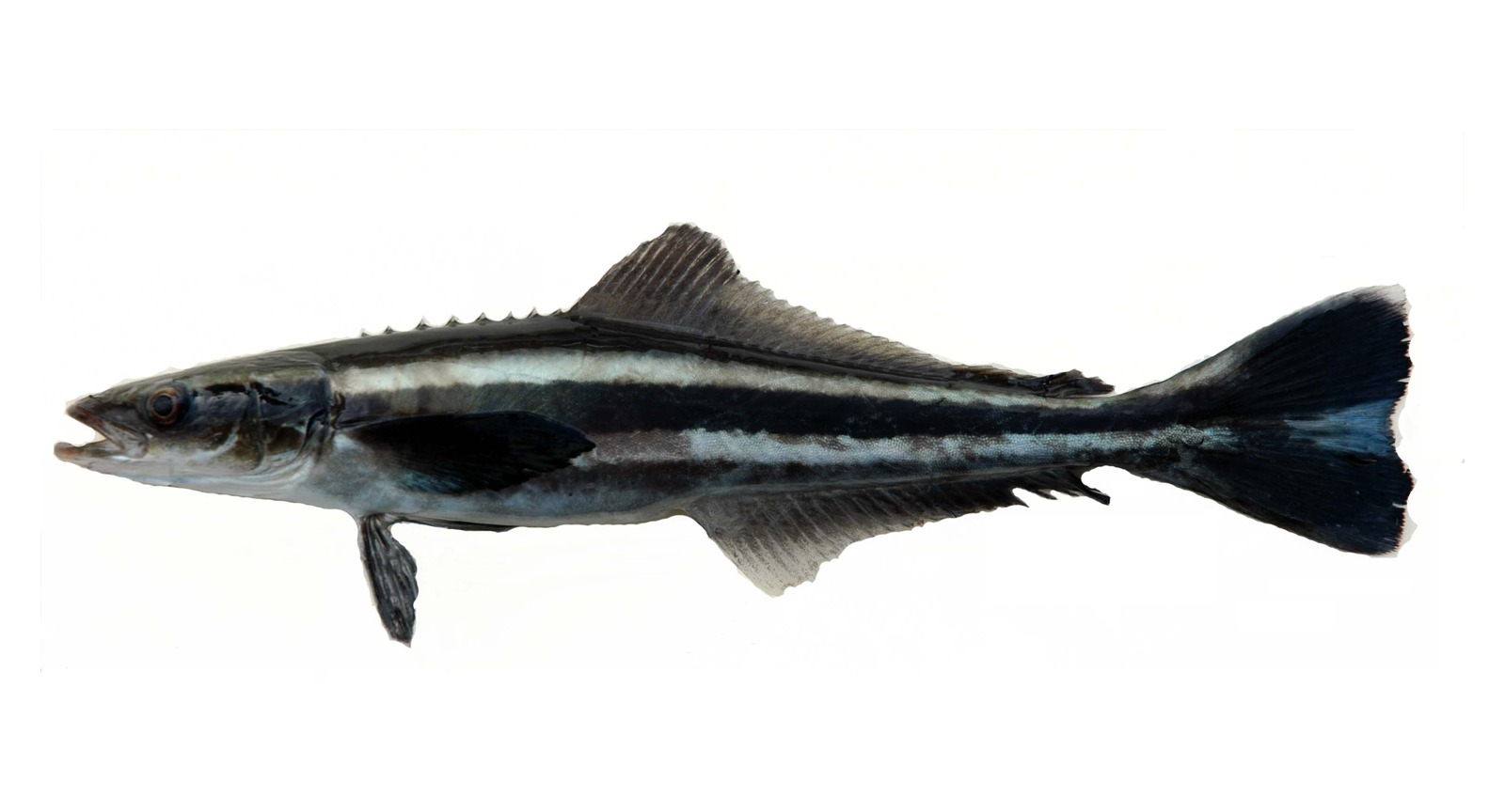 Cobia