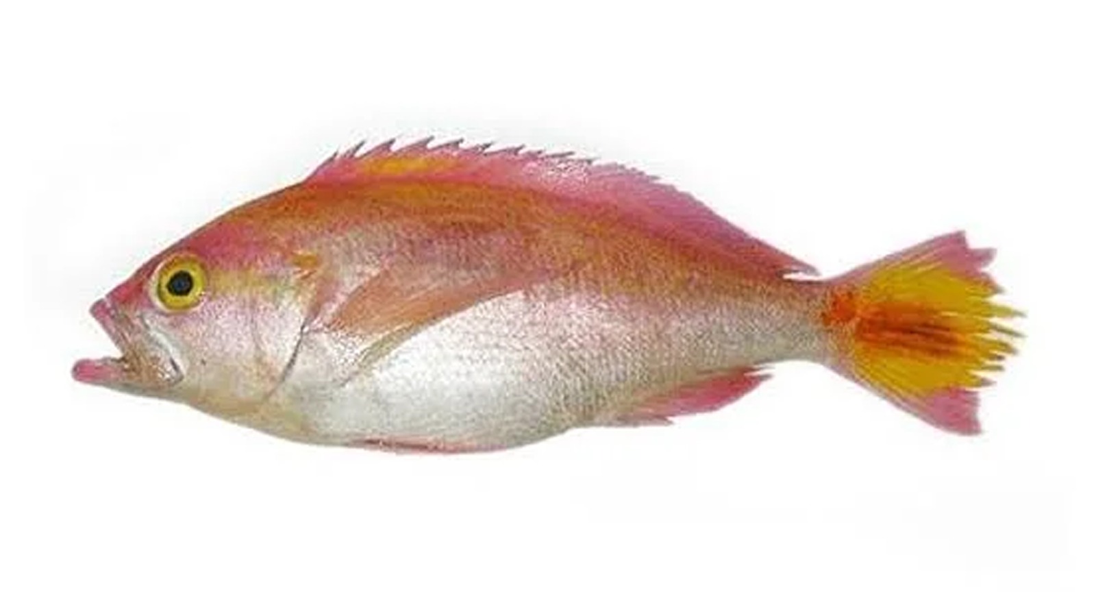 Pink Perch Fish