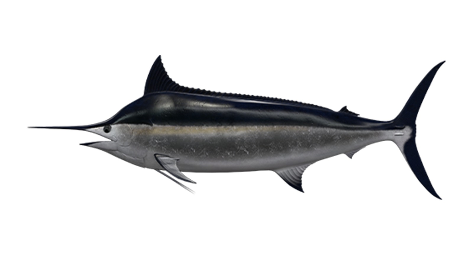 Black Marlin